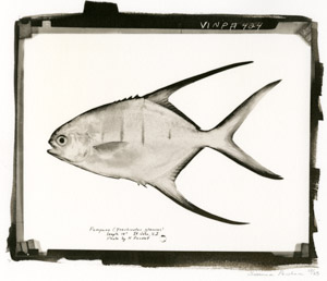 Trunkfish 2