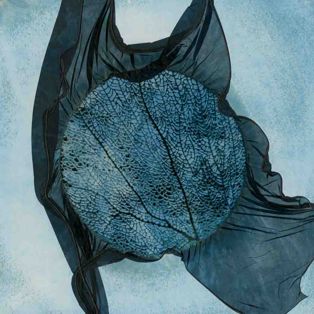 Little Sea Fan 006, a pale blue circular sea fan held by a dark emulsion veil