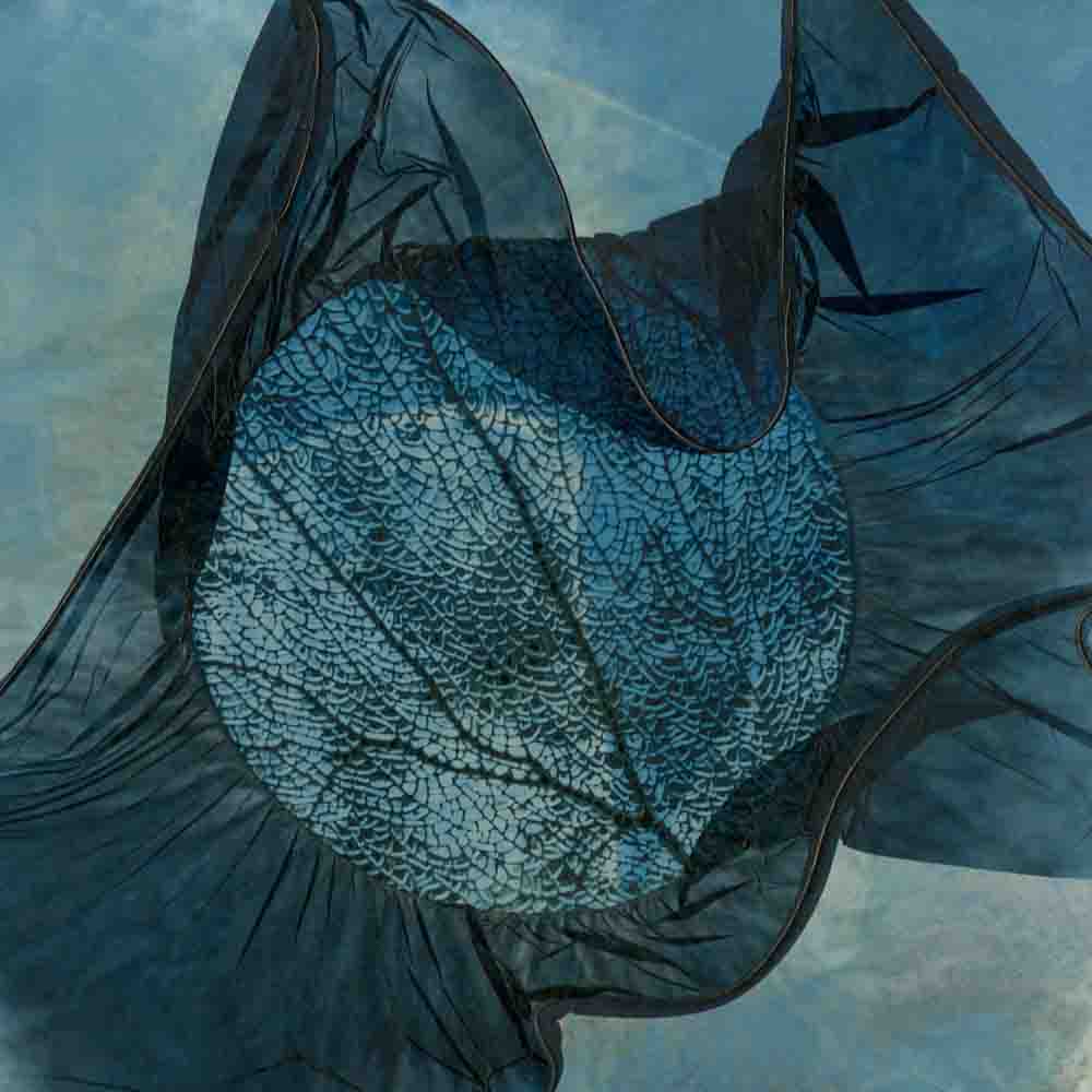 Little Sea Fan 013, a detailed circular sea fan crossed by translucent folds