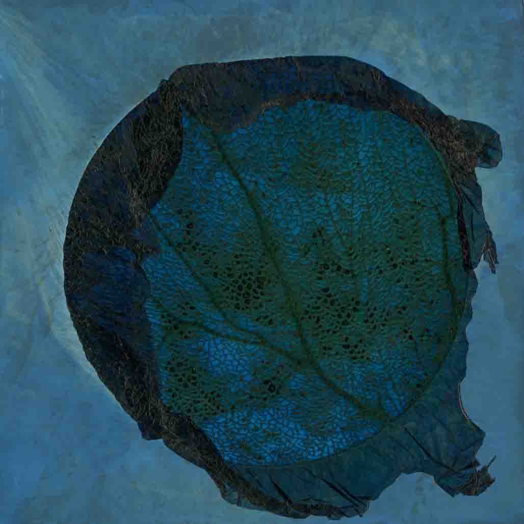 Little Sea Fan 024, a deep blue circle enclosed by a dark lifted edge