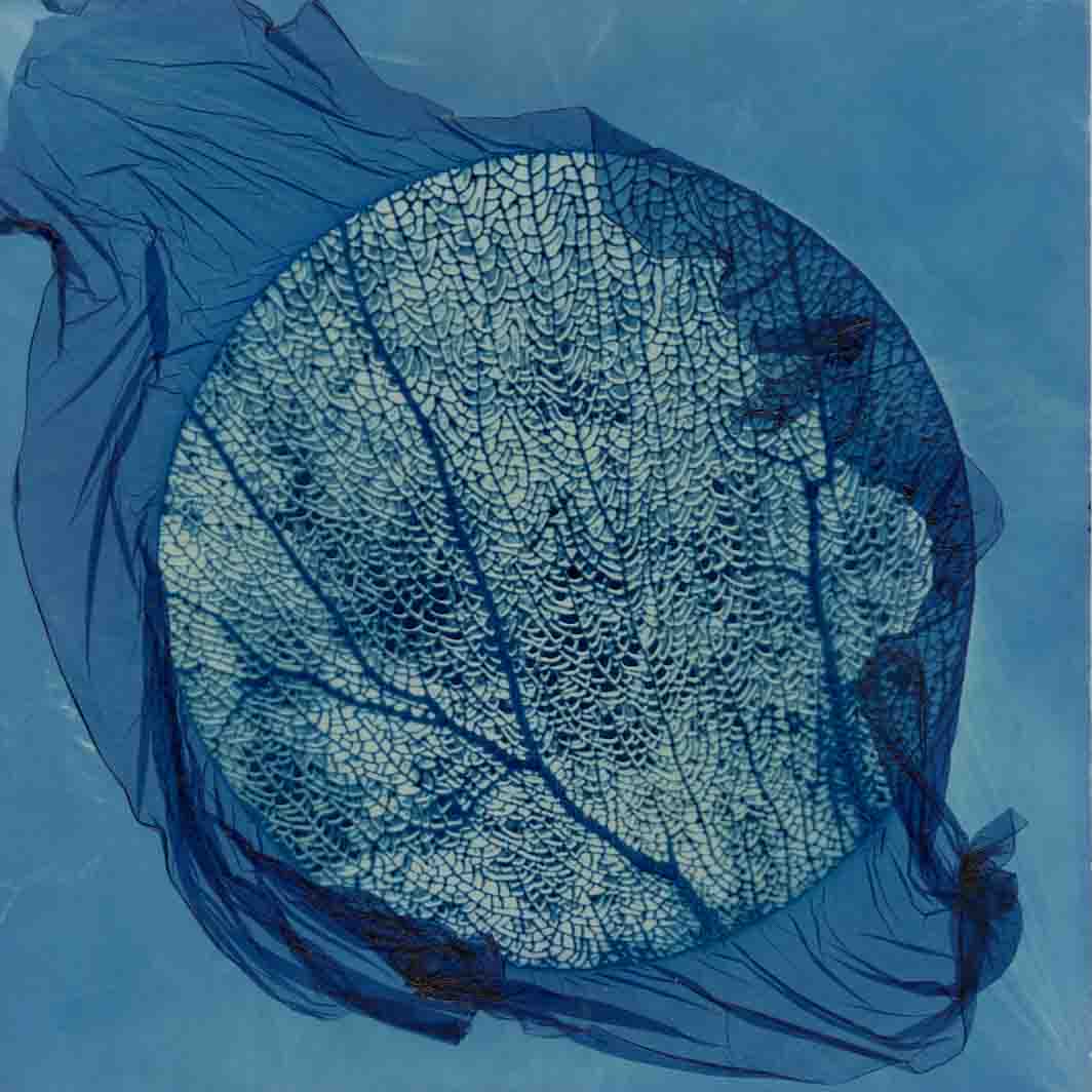 Little Sea Fan 027, a luminous sea fan circle edged in layered blue