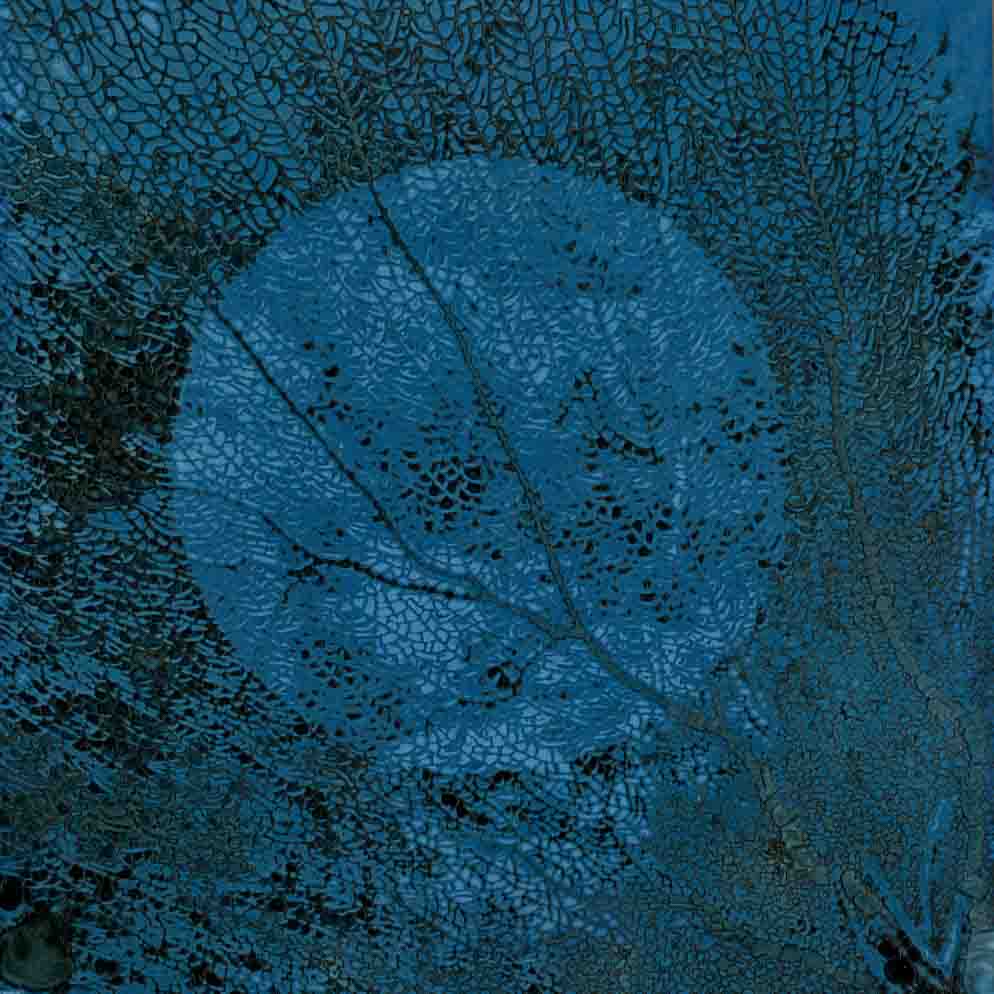 Little Sea Fan 031, sea fan detail suspended inside an engulfing blue field
