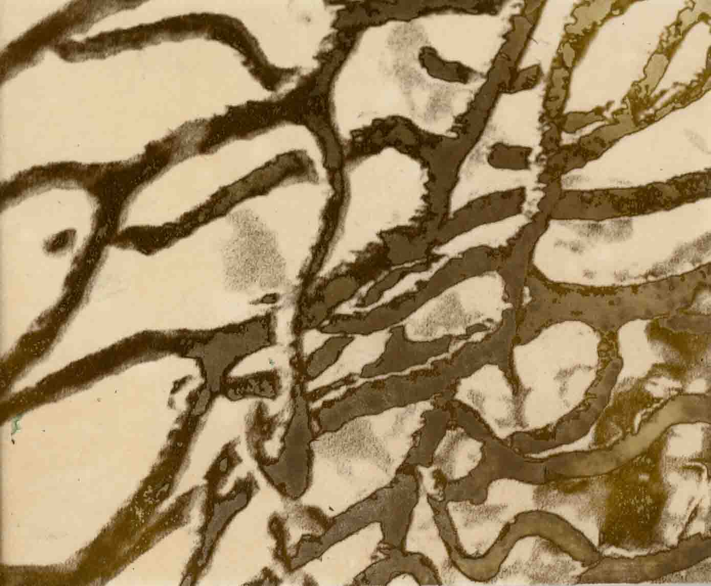 Zebra 014, mordançage study of branching sea fan structure