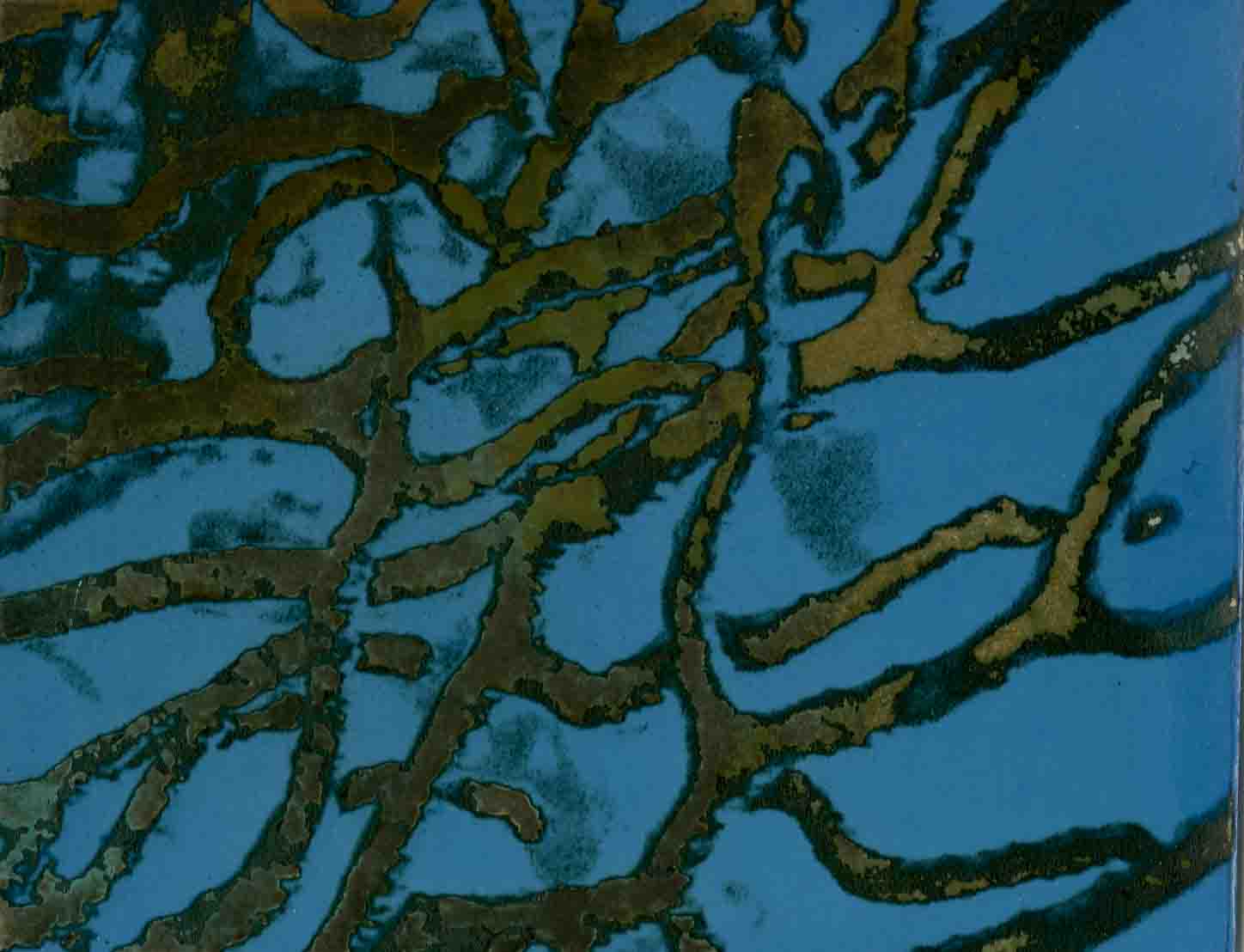 Zebra 016, mordançage study of branching sea fan structure
