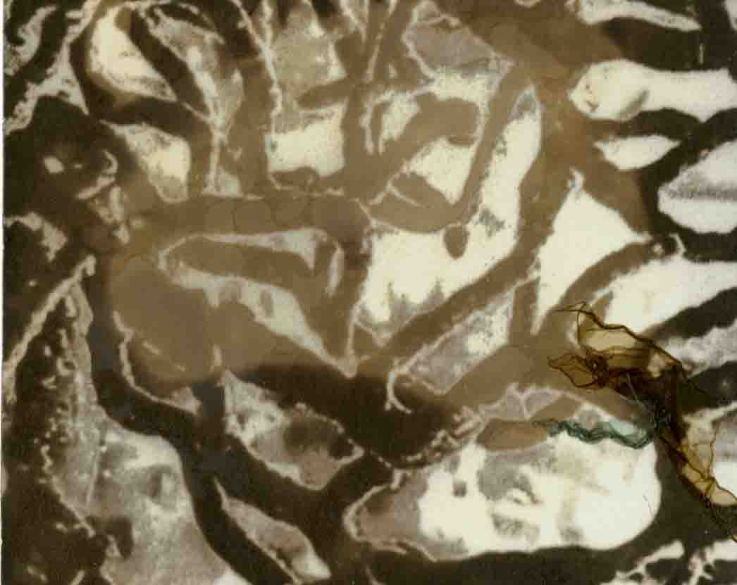 Zebra 018, mordançage study of branching sea fan structure