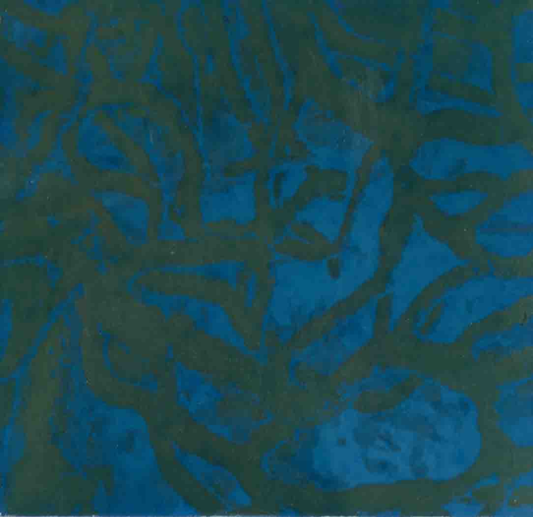 Zebra 022, mordançage study of branching sea fan structure