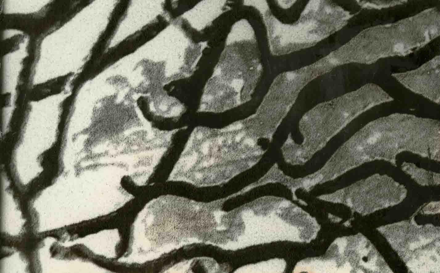 Zebra 025, mordançage study of branching sea fan structure